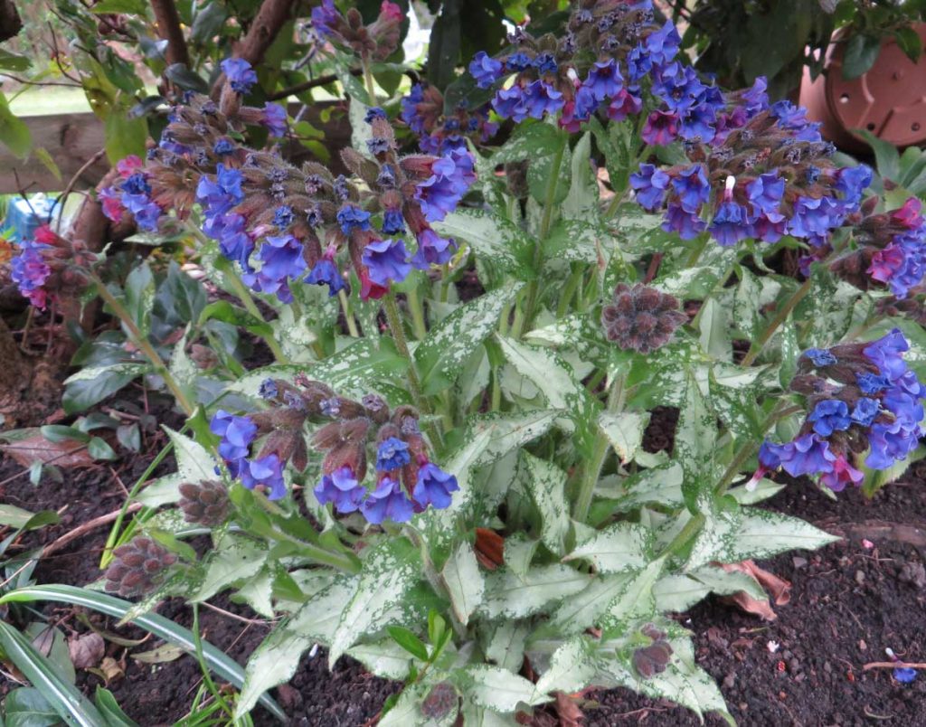 Pulmonaria