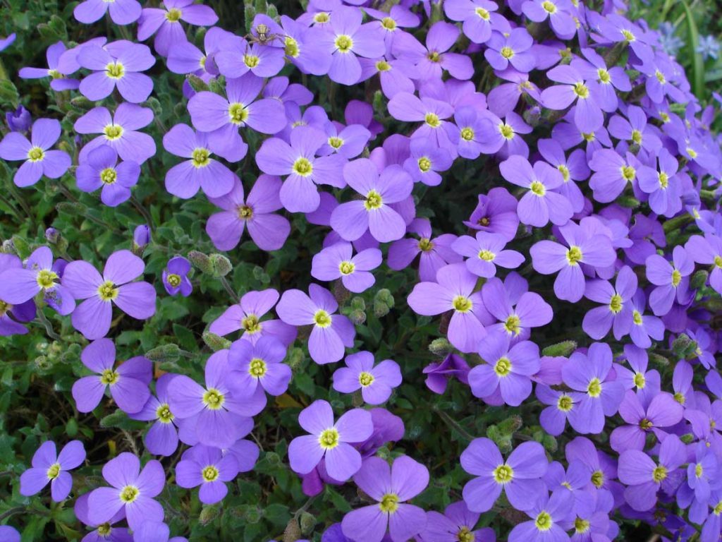 Aubretia