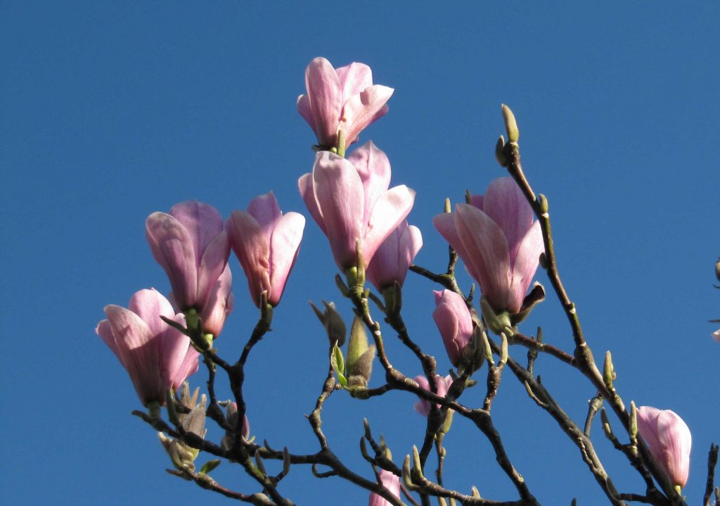 Magnolia