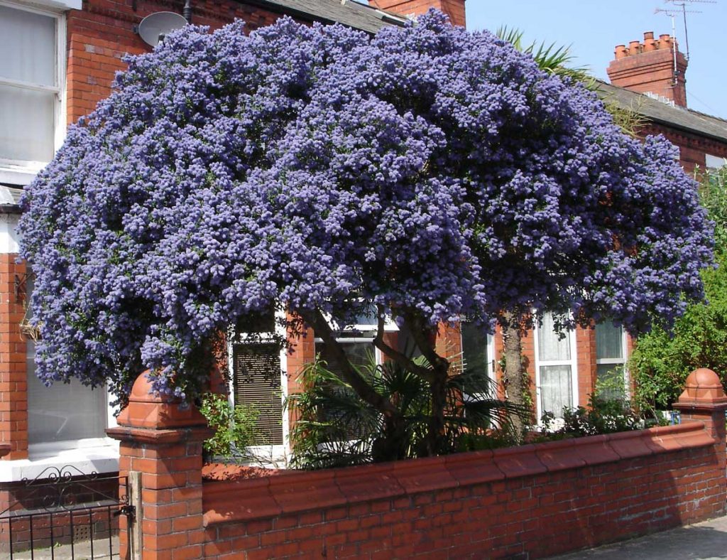 Ceanothus