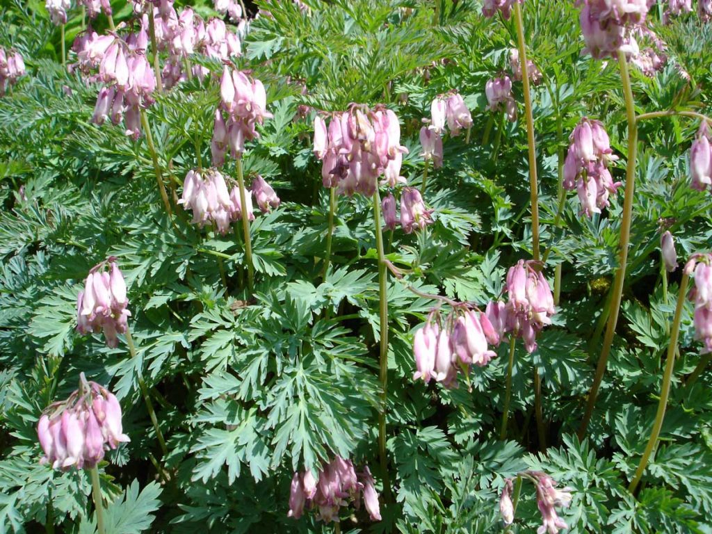 Dicentra formosa