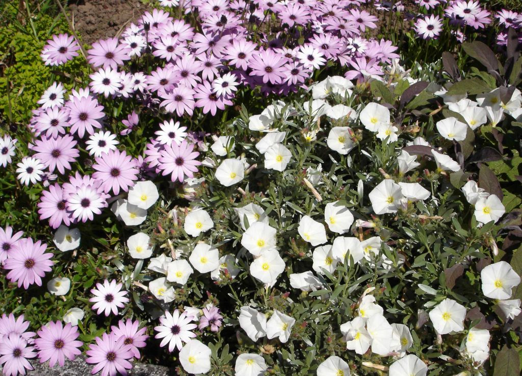 Osteospermum and Convolvulus