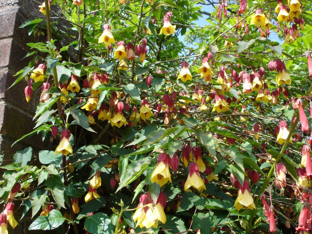 Abutilon Kentish Belle