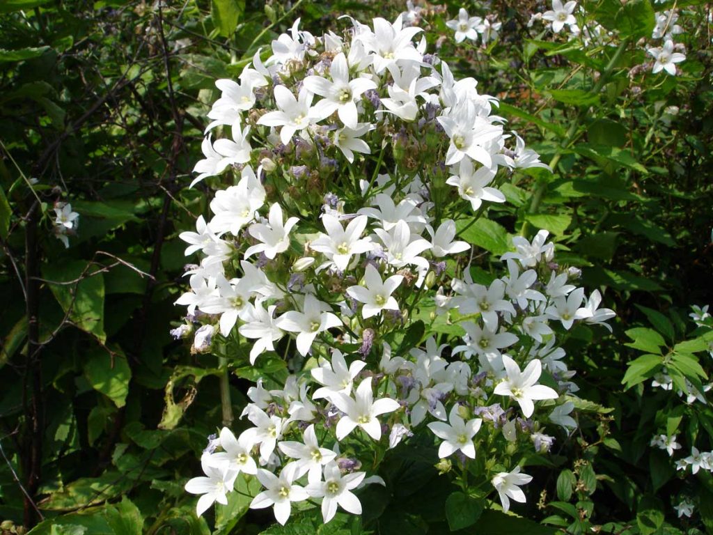 Campanula lactiflora Alba