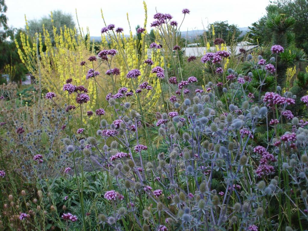 Eryngium & Verbena bonarien