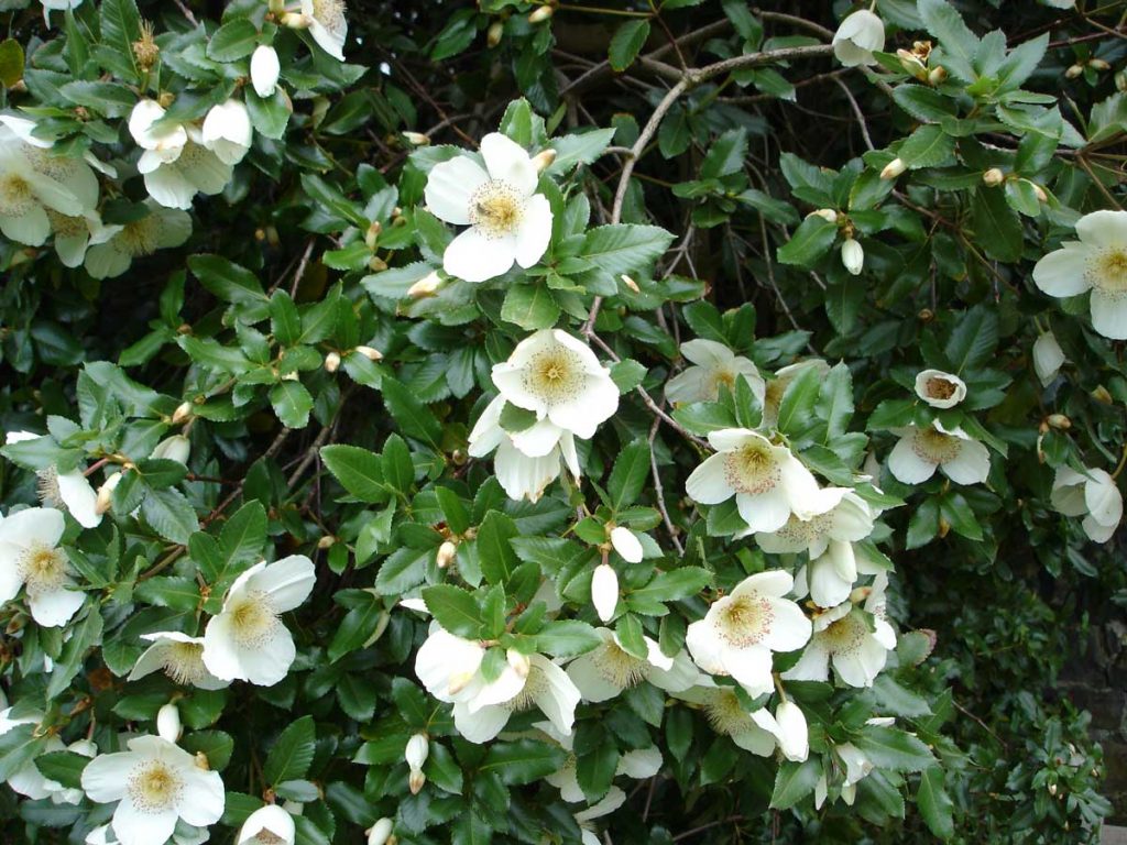 Eucryphia