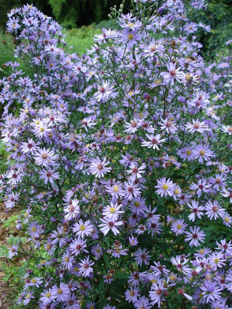 Aster