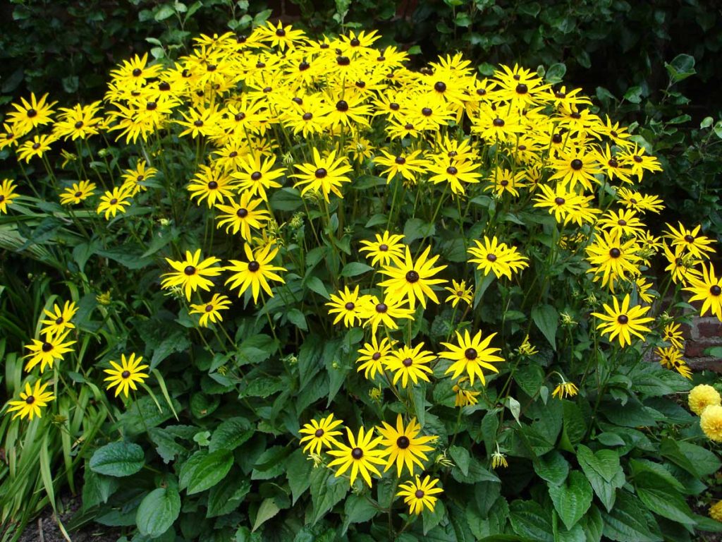 Rudbekia fulgida Goldsturm