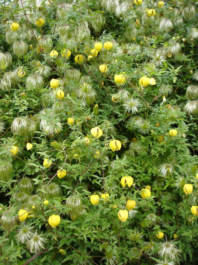 Clematis orientalis