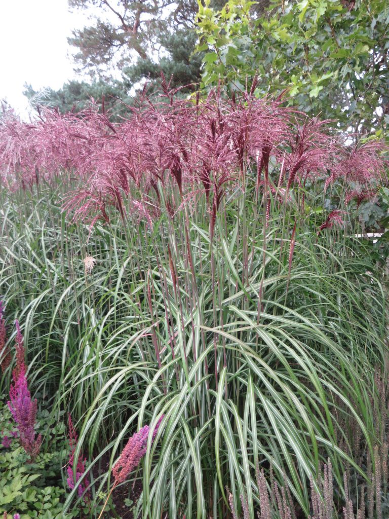 Miscanthus sinensis flamingo