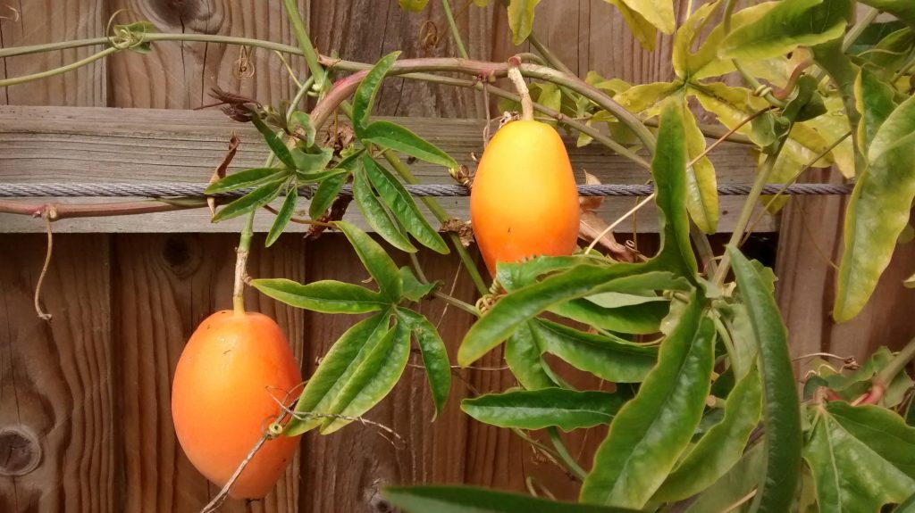 Passiflora caerulea fruit