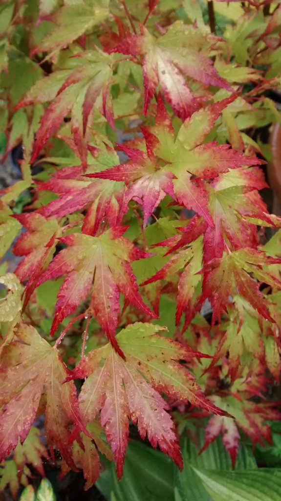 Acer palmatum Orange Dream