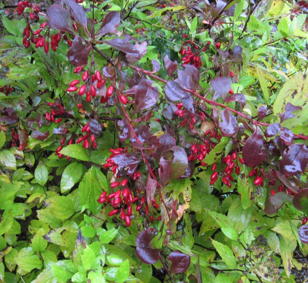 Berberis