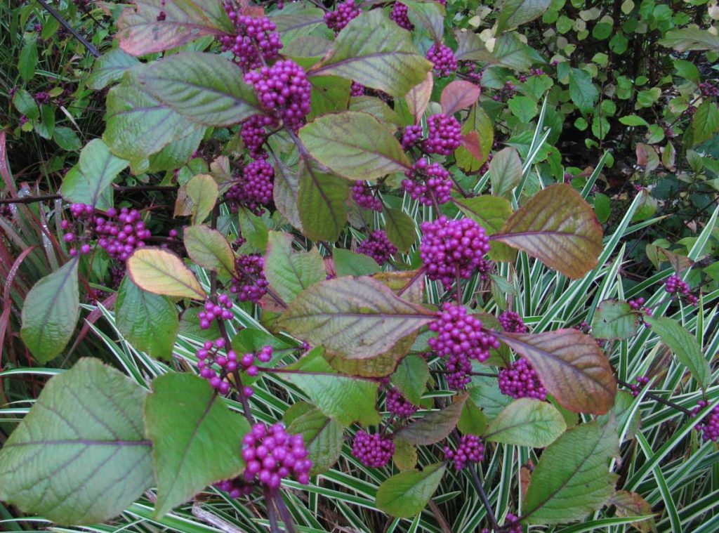 Callicarpa