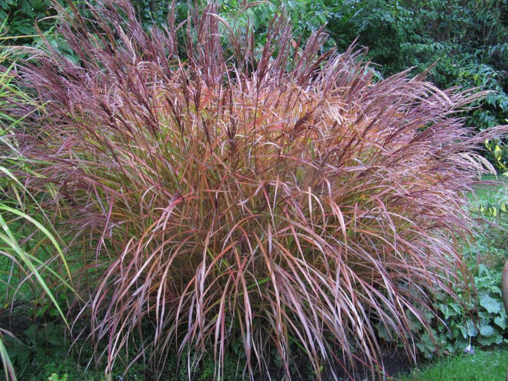 Miscanthus sinensis flamingo