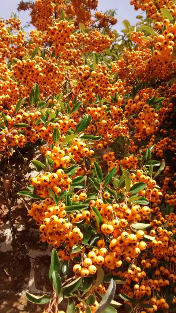 Pyracantha