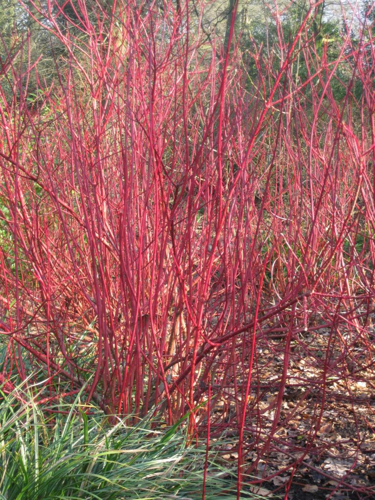 Cornus