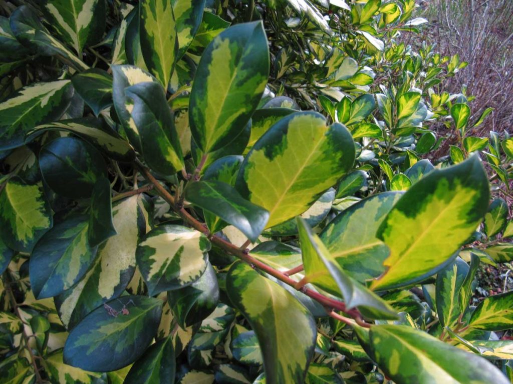 Holly