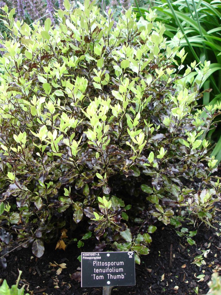 Pittosporum Tom Thumb