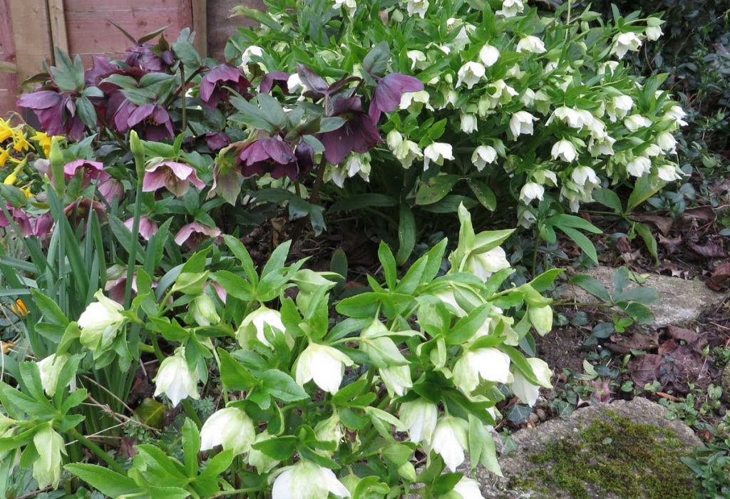 Hellebores