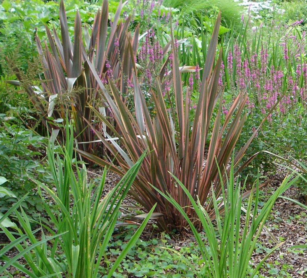 Phormium