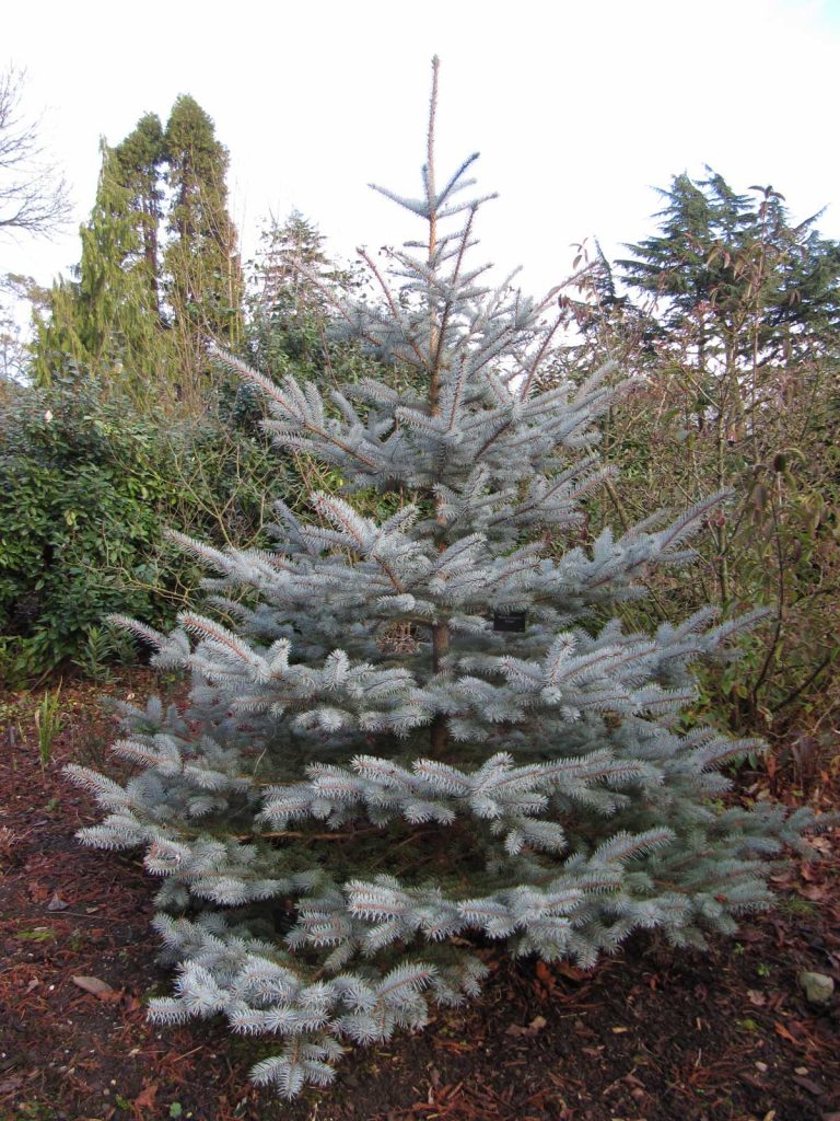 Picea pungens Hoopsii