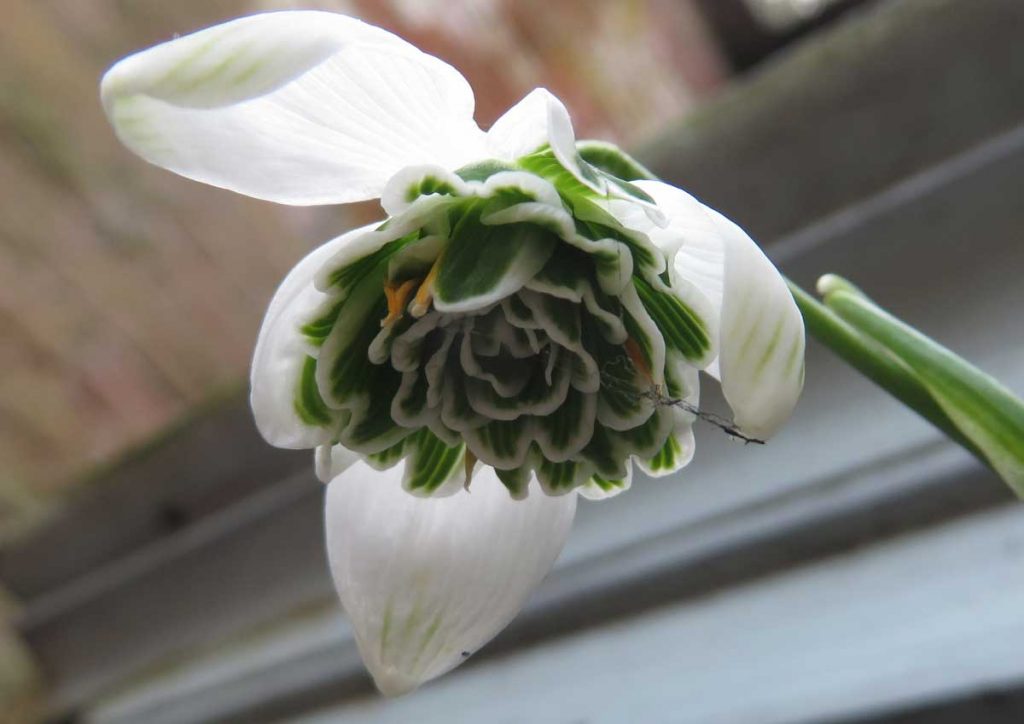 Snowdrop