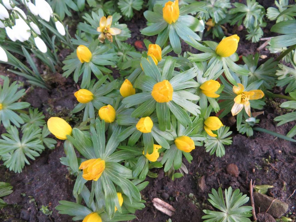 Winter Aconite or Eranthis