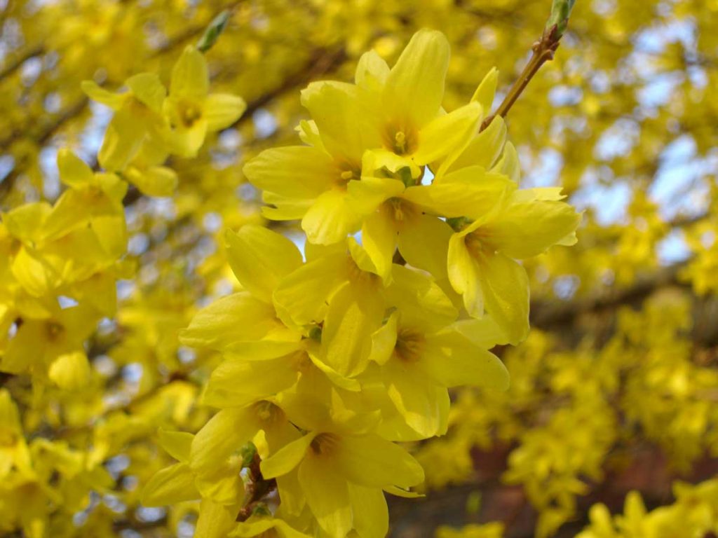 Forsythia