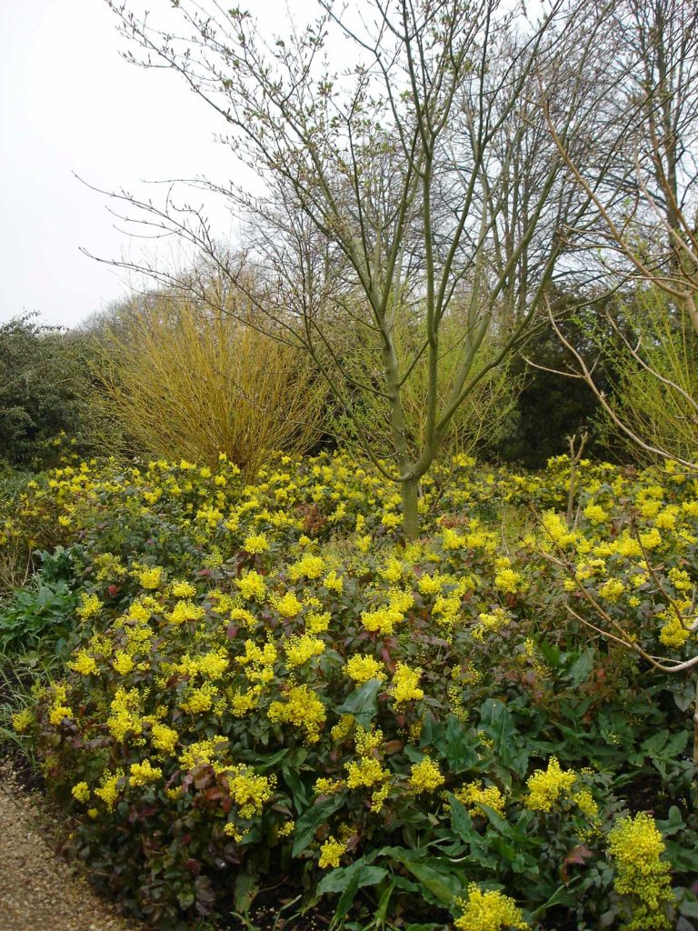 Mahonia aquifolium