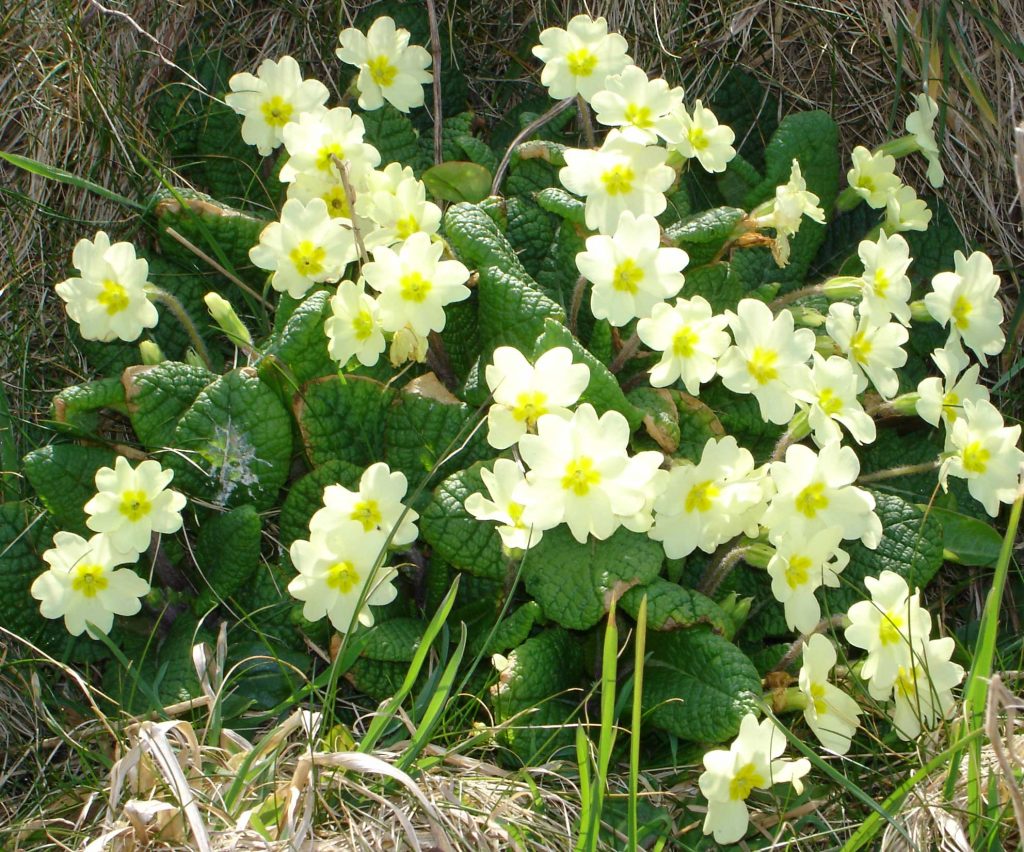 Primroses