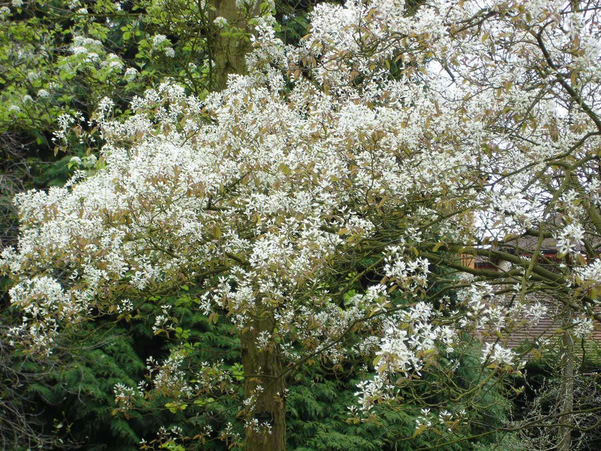 Amelanchier