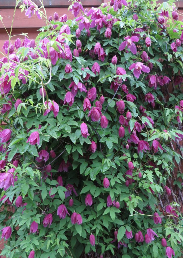 Clematis alpina Constance