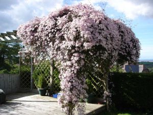 Clematis montana