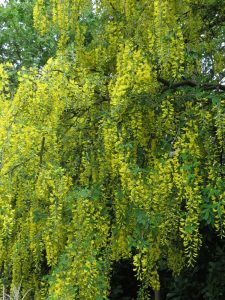 Laburnum