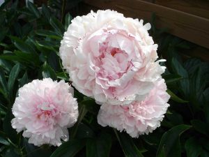 Paeony