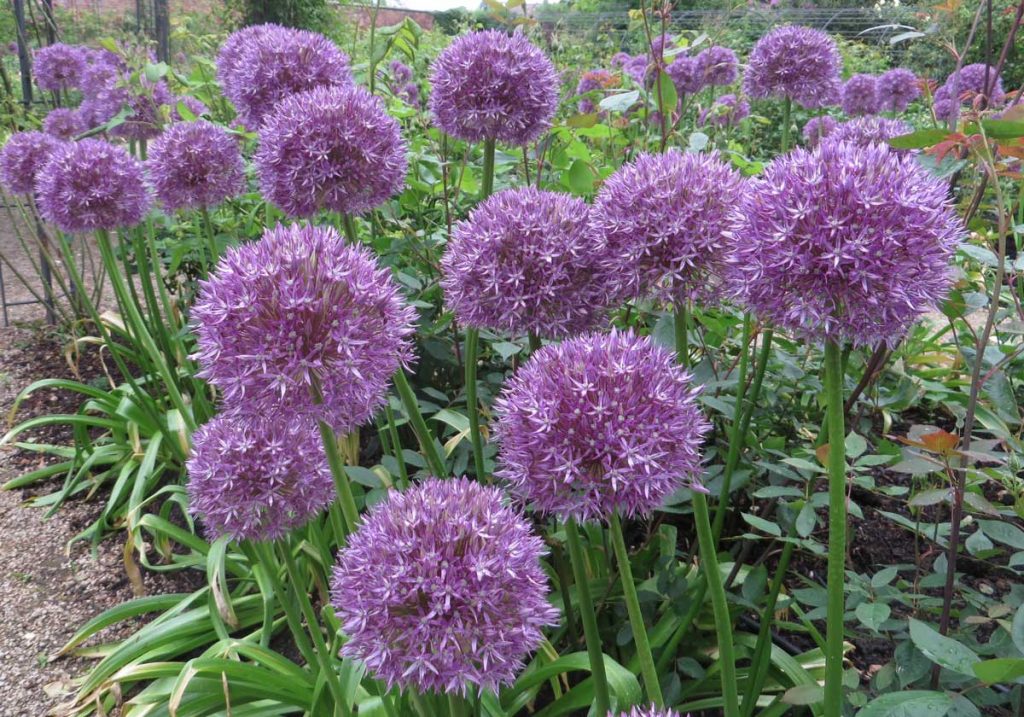 Alliums