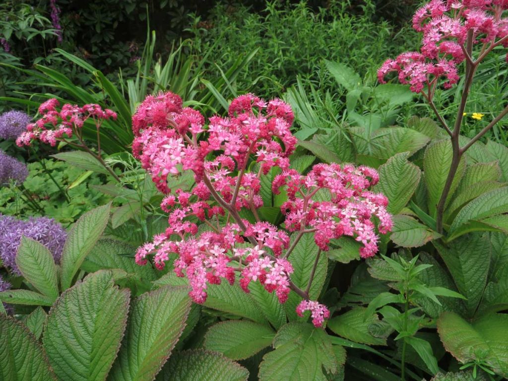 Rodgersia