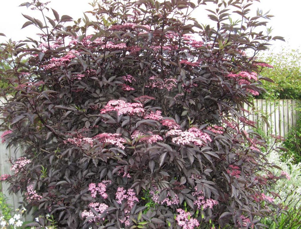 Sambucus nigra Black Beauty