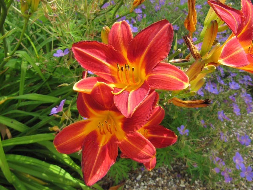 Hemerocallis