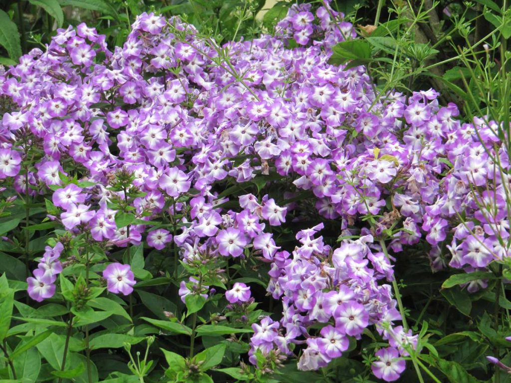 Phlox paniculata Prospero