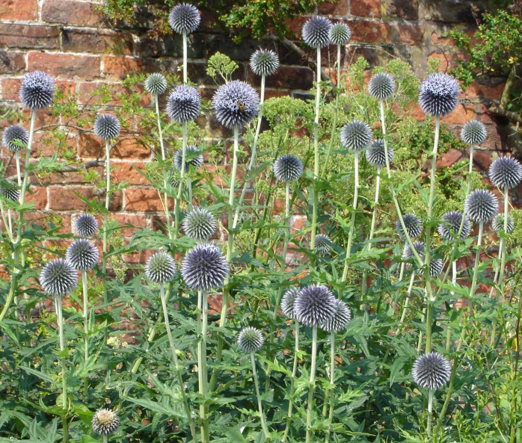 Echinops