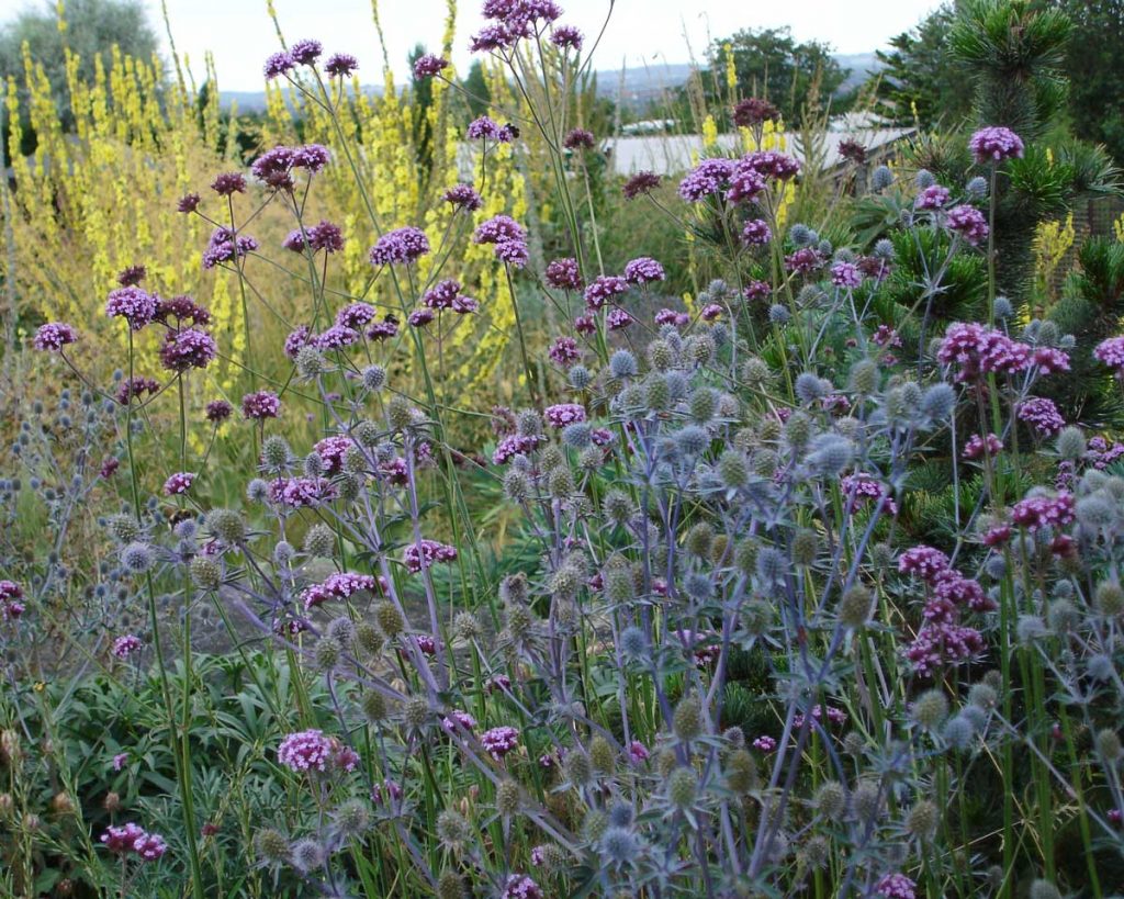 Eryngium and Verbena bonariensis