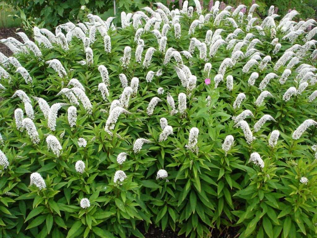 Lysimachia clethroides