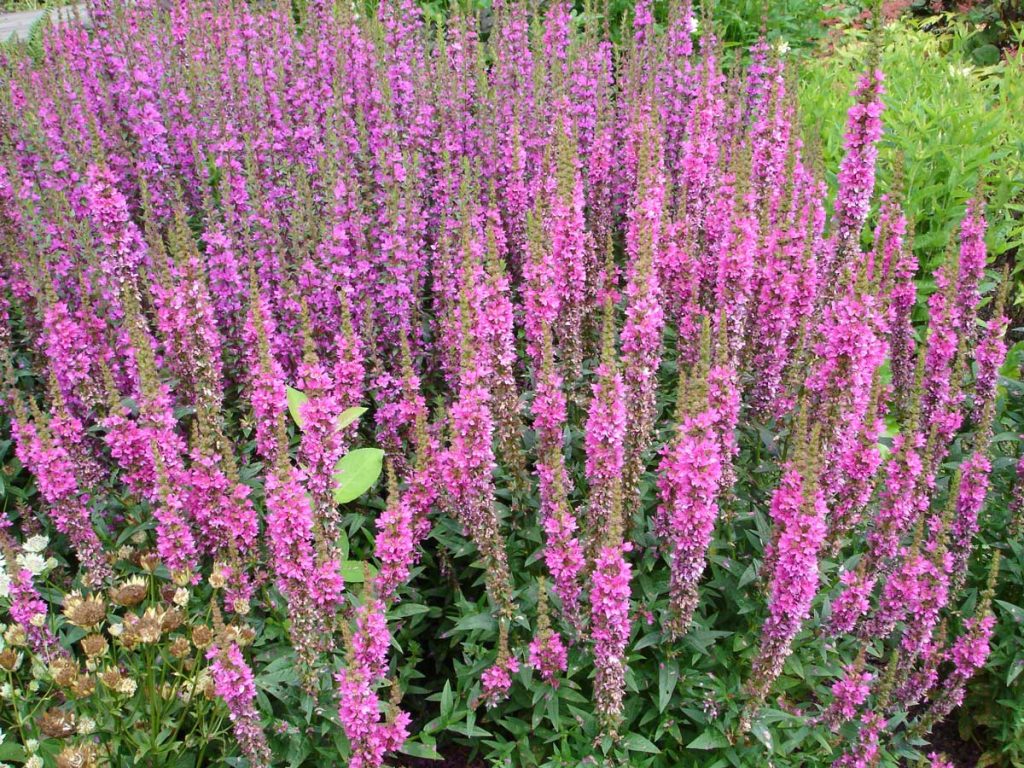 Lythrum Purple Loosestrife