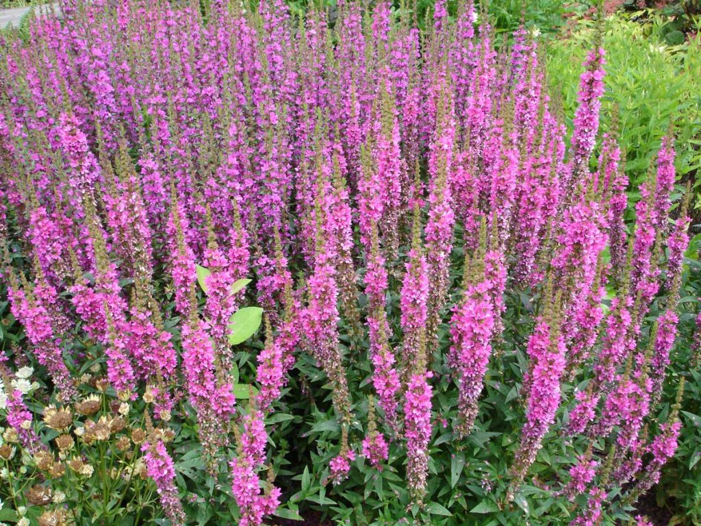 Lythrum Purple Loosestrife