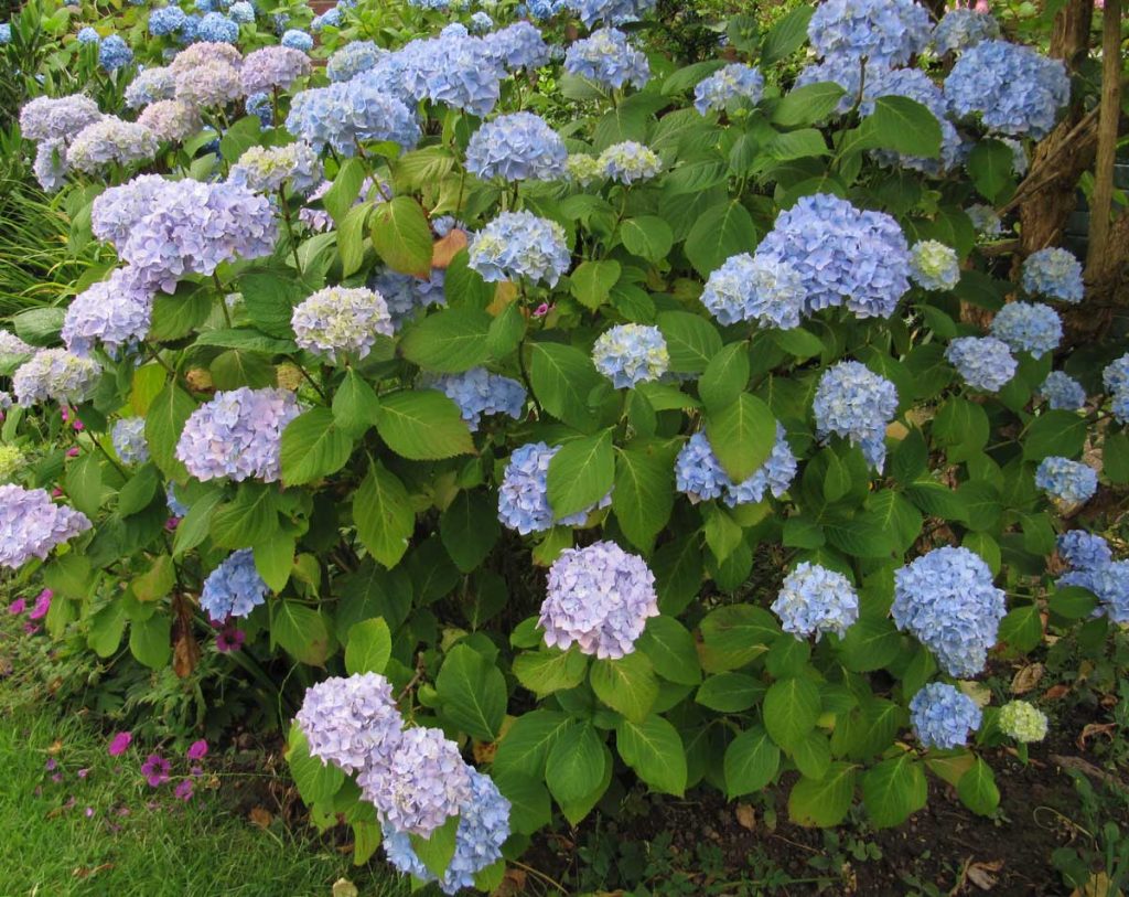 Hydrangea