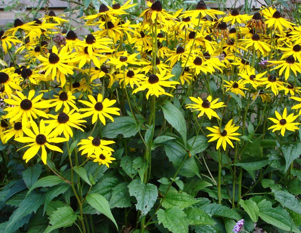 Rudbekia fulgida Goldsturm