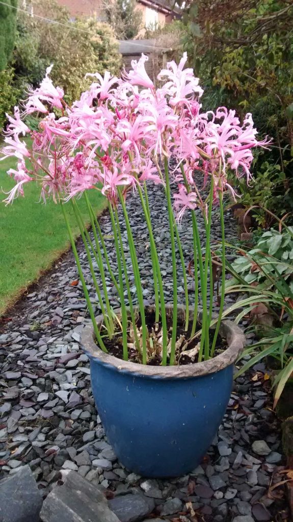 Nerine