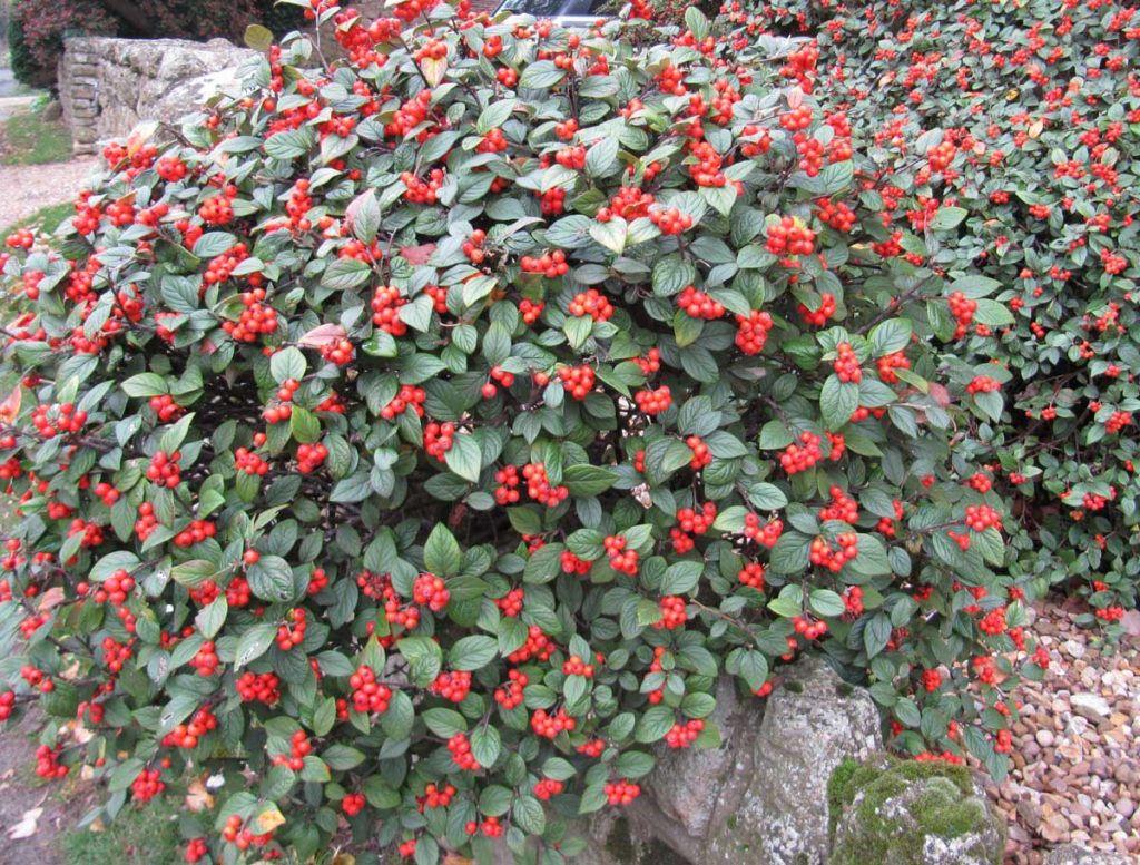 Cotoneaster